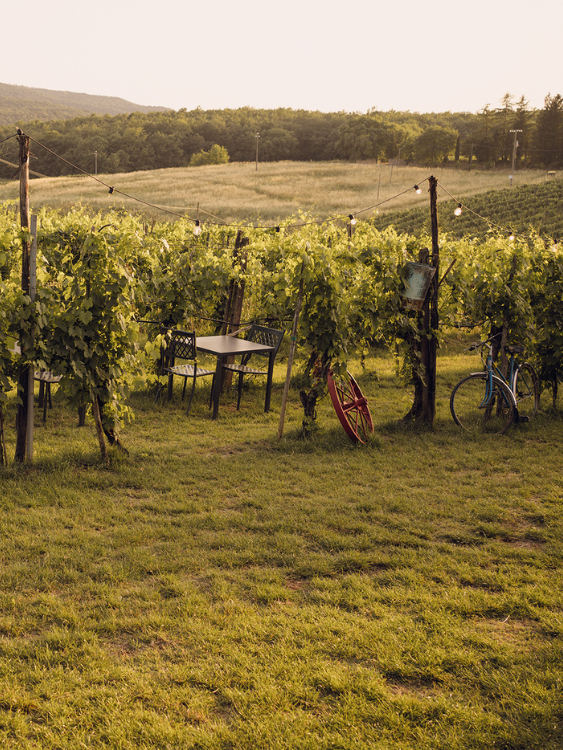 Ristorante Monteriggioni | Dama nella vigna